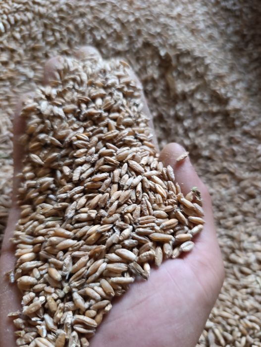 Sprzedam pszenżyto ozime tegoroczne