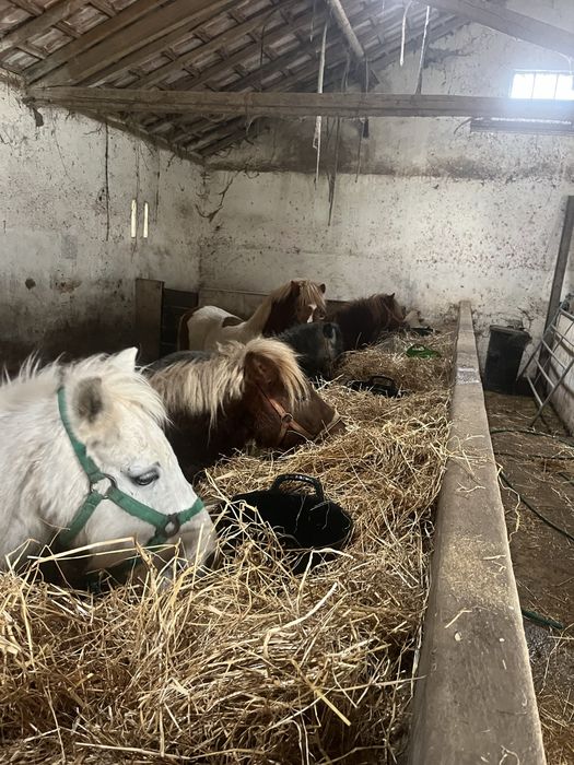 Poneis femeas e machos