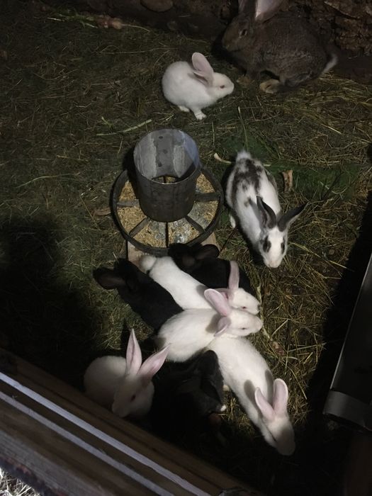 Продам молодняк кроликів