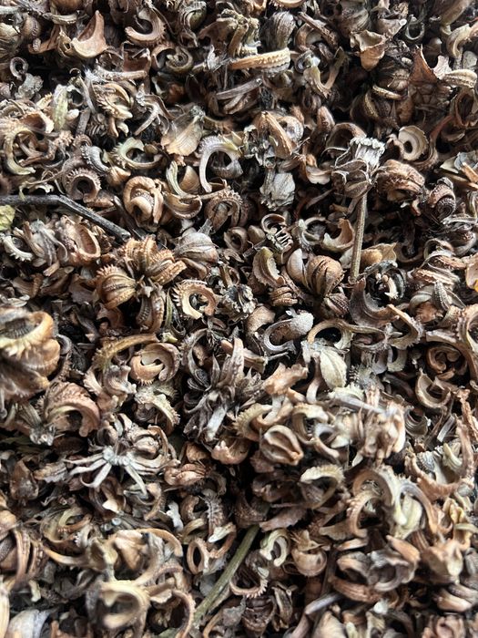 Продам насіння календули