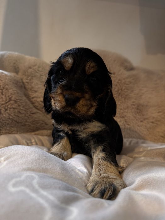 ŁATKA Cocker Spaniel Angielski