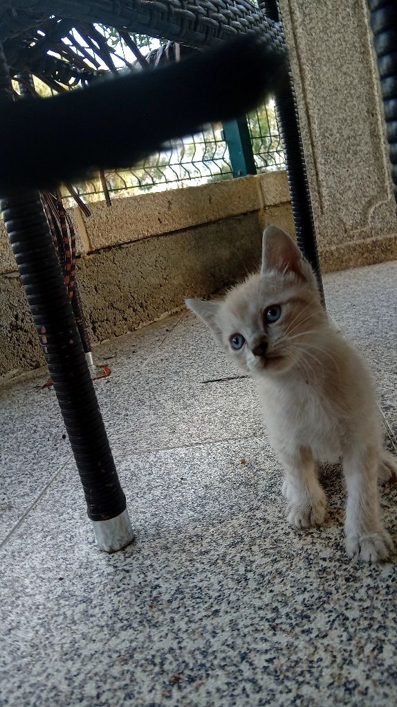 Gatinhos para adoção