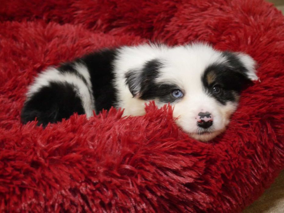 Border collie -TRi COLOR Pies