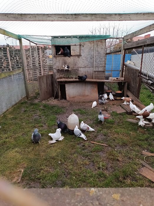 Gołębie ozdobne różne