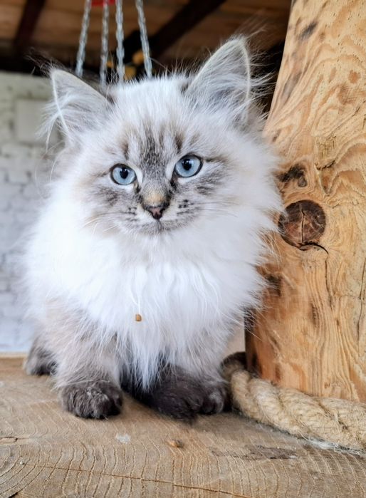 Słodziaki Neva Masquerade FPL