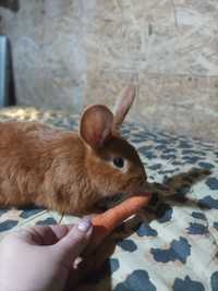 Продам крольчат породы Бургундцы
