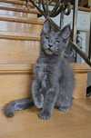 MAINE COON - kocurek WIXON - rodowód FPL/FIFE