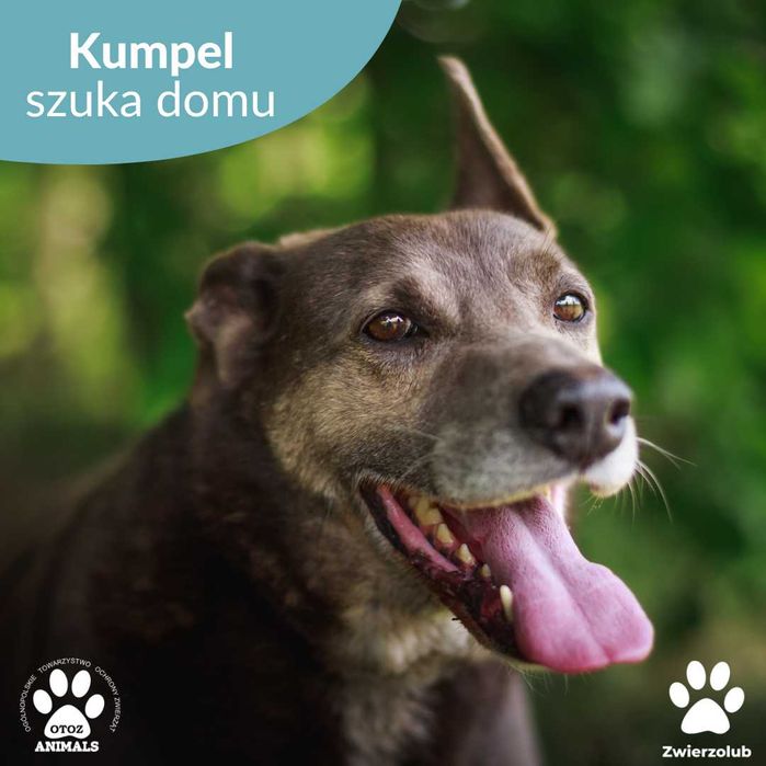 Cudowny Kumpel szuka domu!