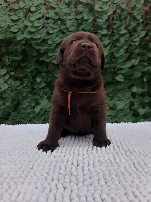 Шоколадний хлопчик Лабрадор Ретрівер