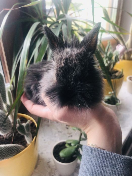 Królik króliczek miniaturka lwia