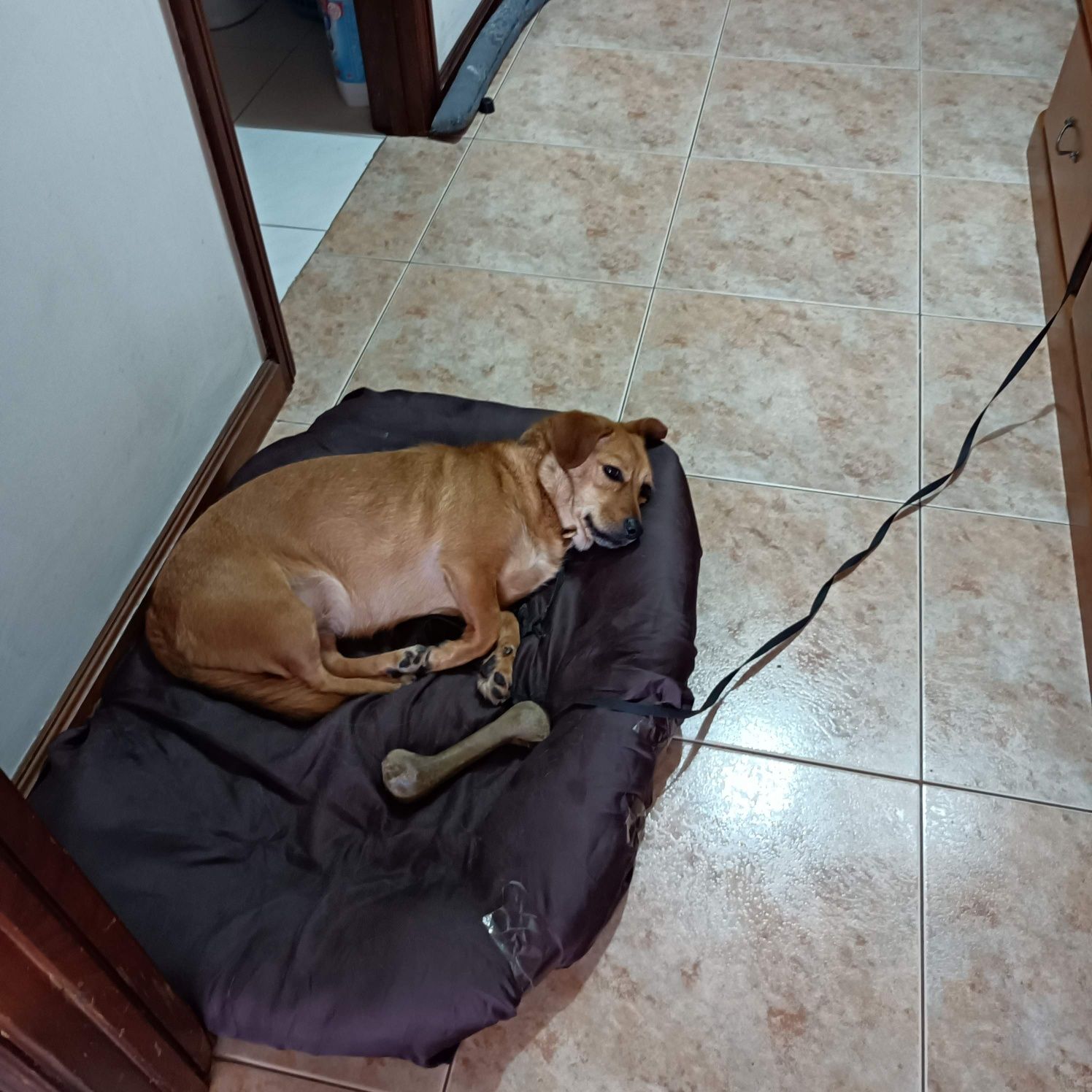 Cadela raça bons