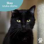 Kochany kocurek do adopcji! Poznajcie Skay'a