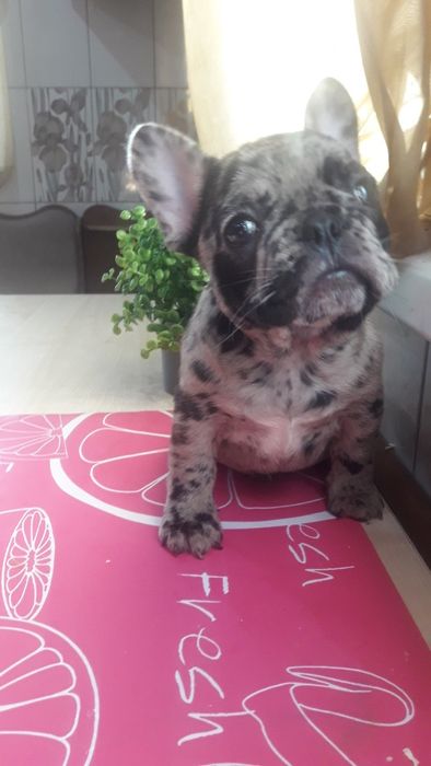 Французьський бульдог