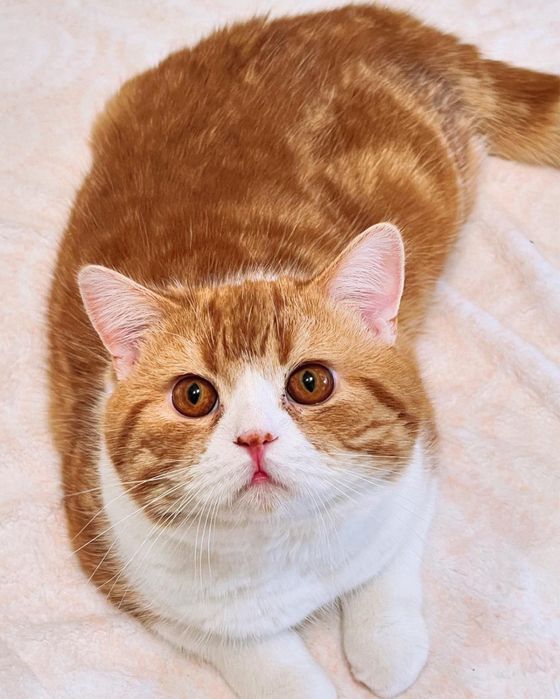 Гарний шотландський котик страйт.