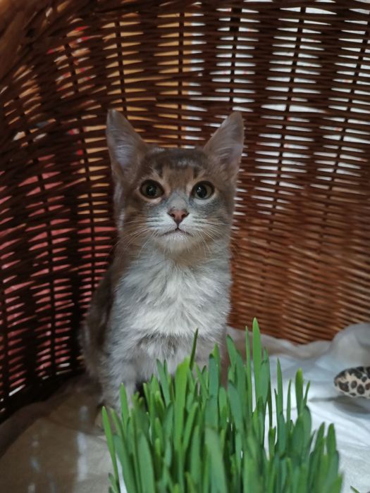Маленький голубой полосатый котёнок мальчик табби ищет дом! Котята