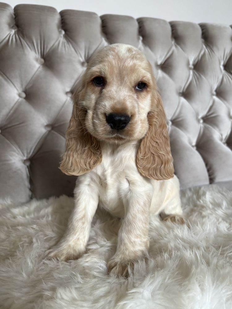 Piesek Cocker Spaniel Angielski