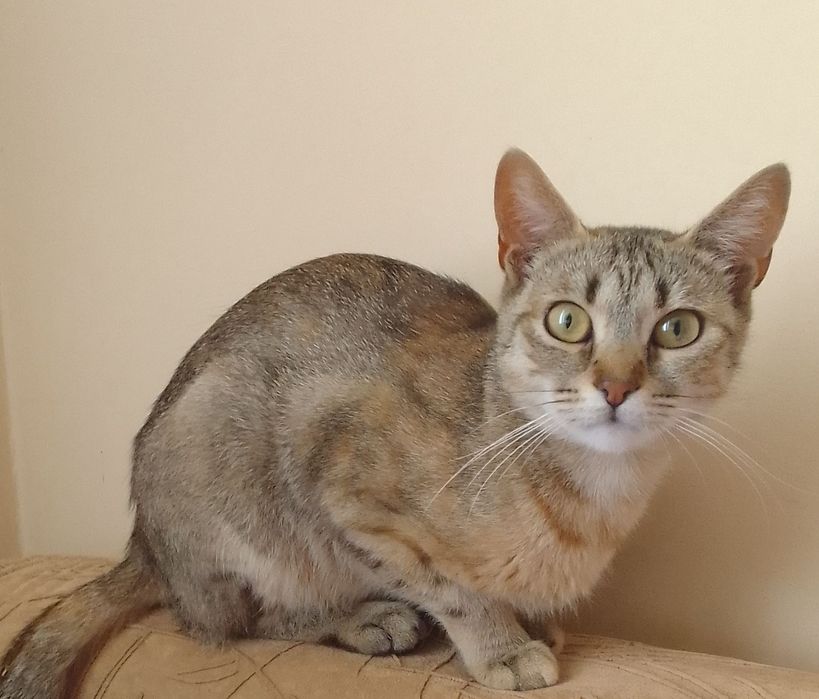 Стерилізована  і лагідна киця,1 рік