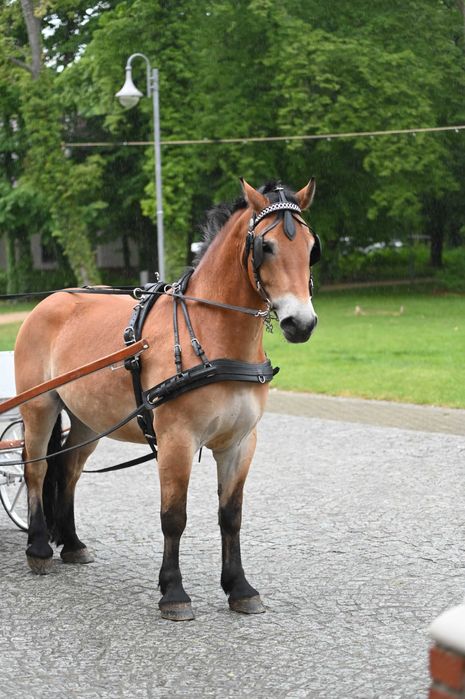 Sprzedam wałacha zimnokrwistego