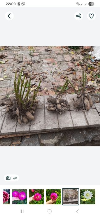 Георгіна, жоржина