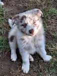 Piesek Border Collie Red Merle ZKWP/FCI