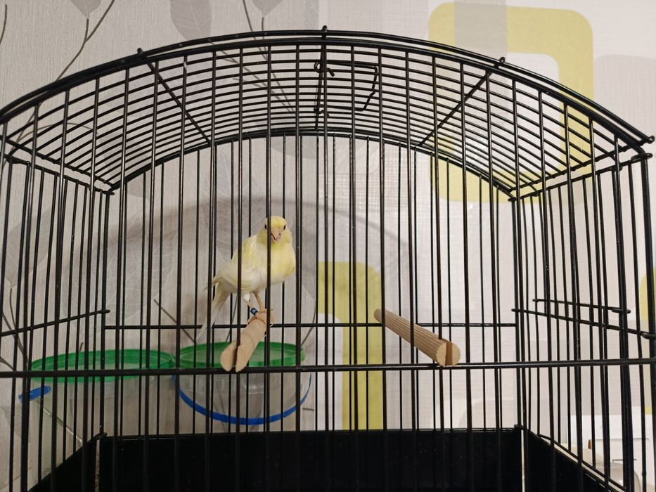 Kanarek Samiczka Fiorino