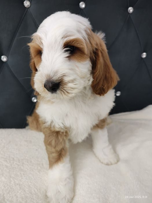 Cockapoo Boy GOTOWY DO odbioru