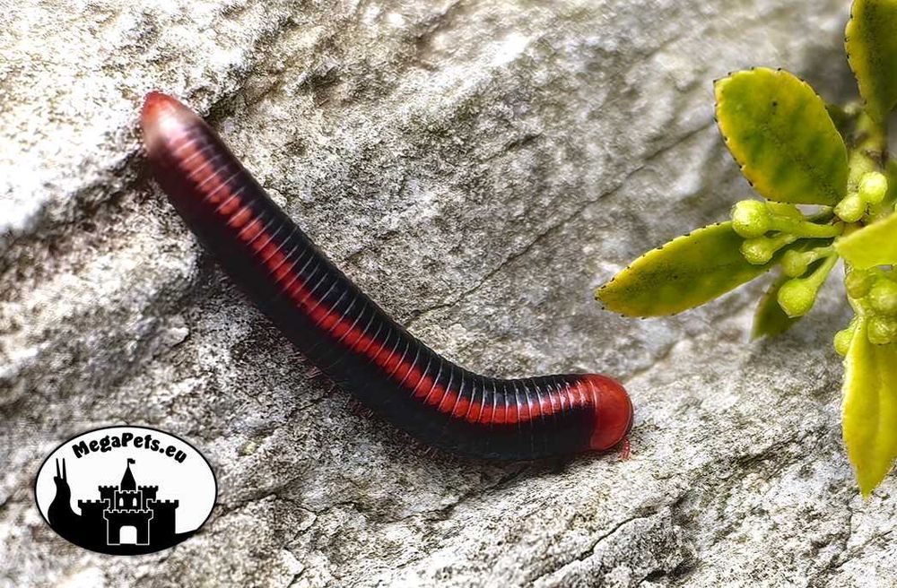 Xenobolus carnifex Krocionóg Stonoga Wije Karaczany Izopody Ślimak