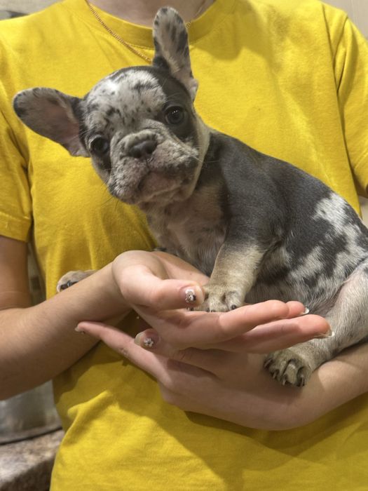 Две девочки 1,5 мес