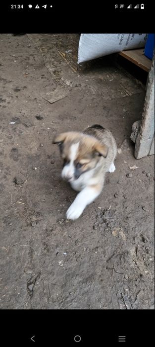 Щенки девочки від маленької мами