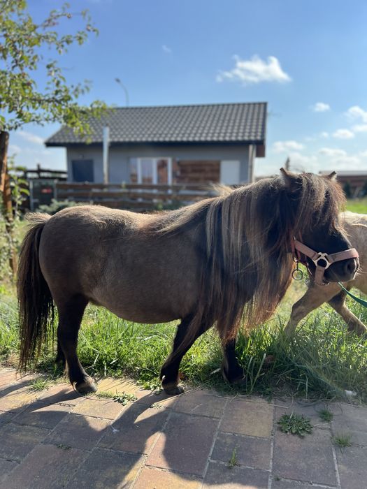 Pieknie malowana kucynka,