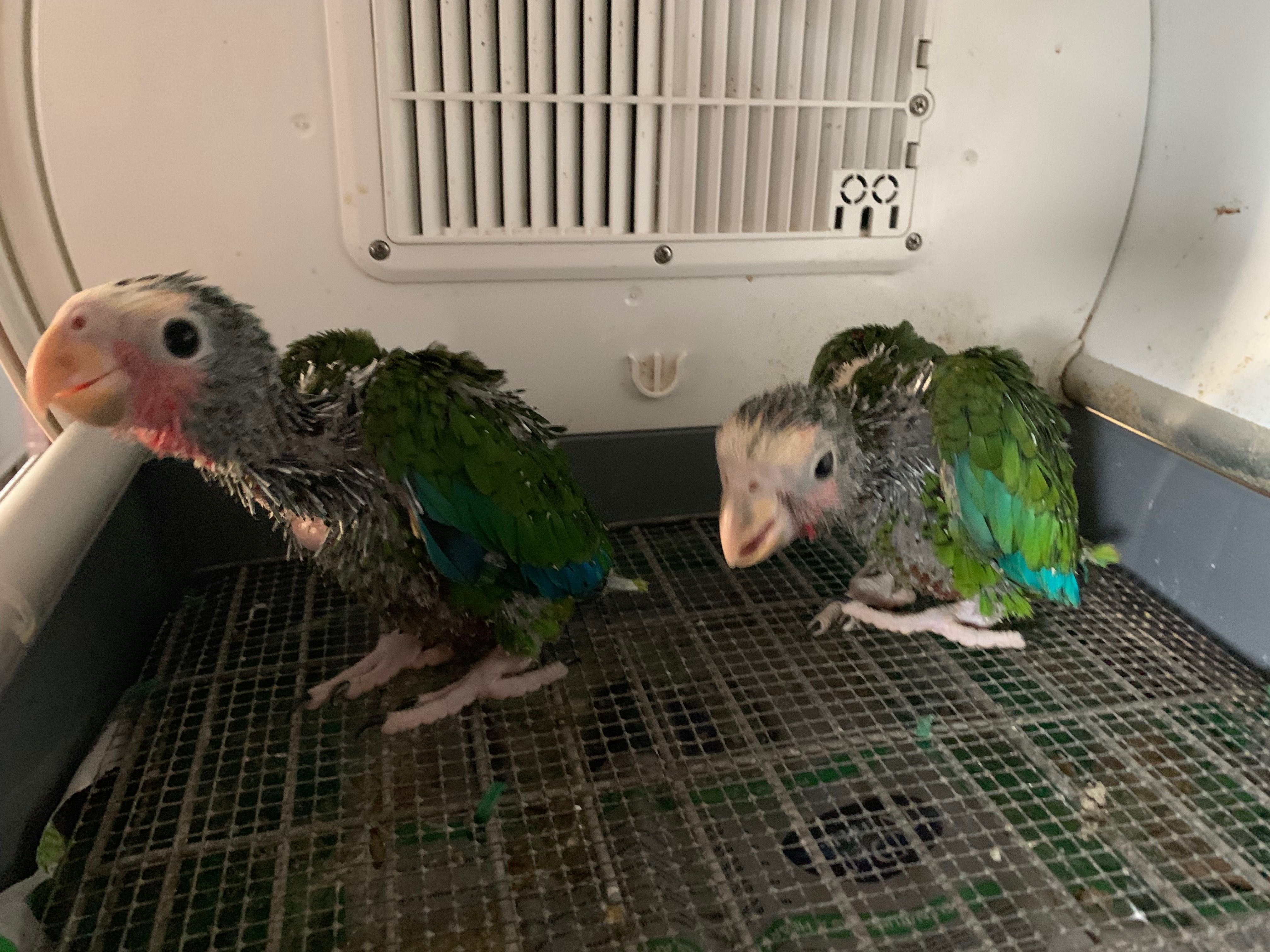Amazonas cubanos