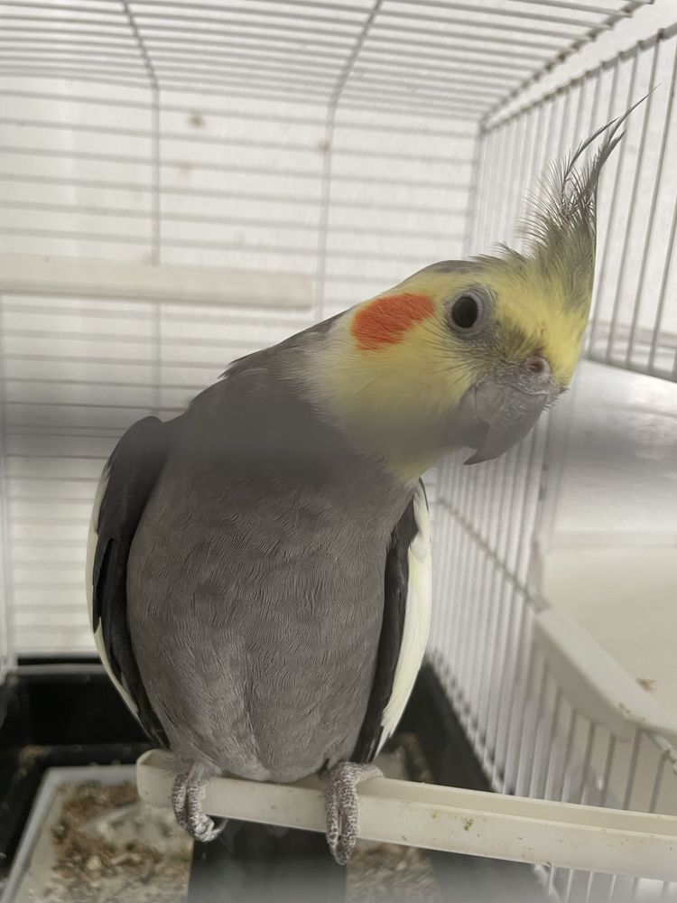 Calopsita/ catura