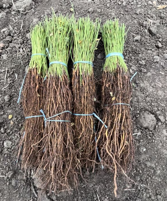 Підщепа для троянд, шипшина ( мультифльор). Подвой шиповника