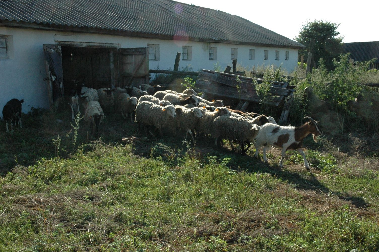 Продам господарський двір