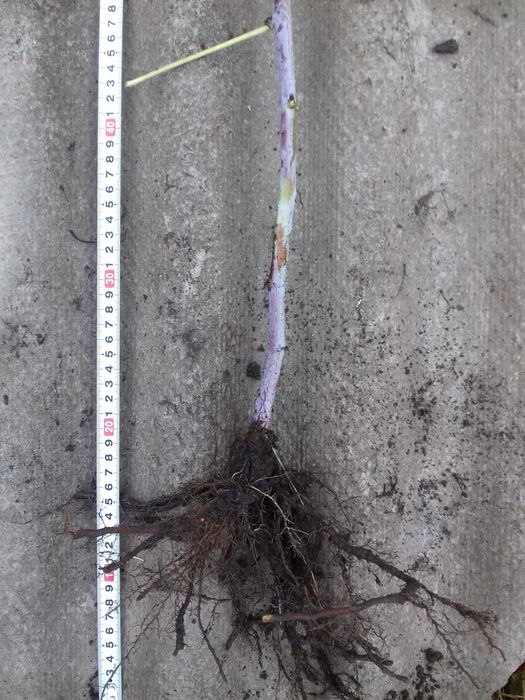 Черноплодная малина Кумберленд, ежемалина. Саженцы