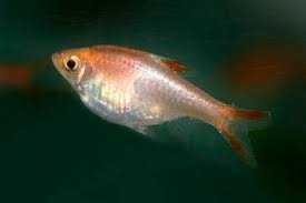 Razbora klinowa odmiana ZŁOTA - Trigonostigma - dowóz, wysyłka