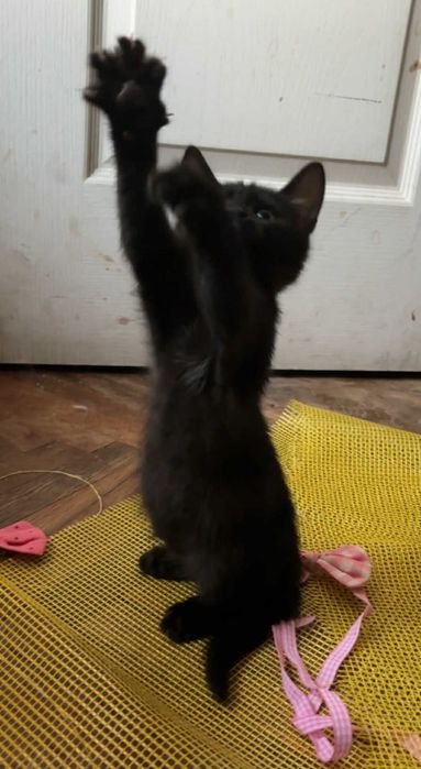 Чудовий міні пумчик, гарне кошеня, котятко, котик, киця