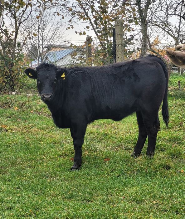 Cielak mięsny LM odsadek