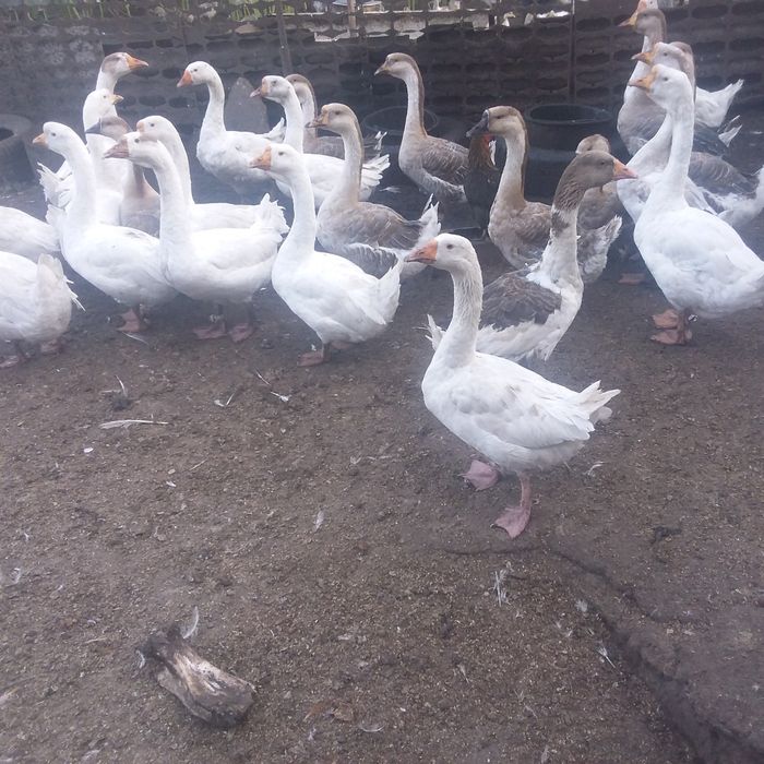 Продам домашних подрощенных гусят