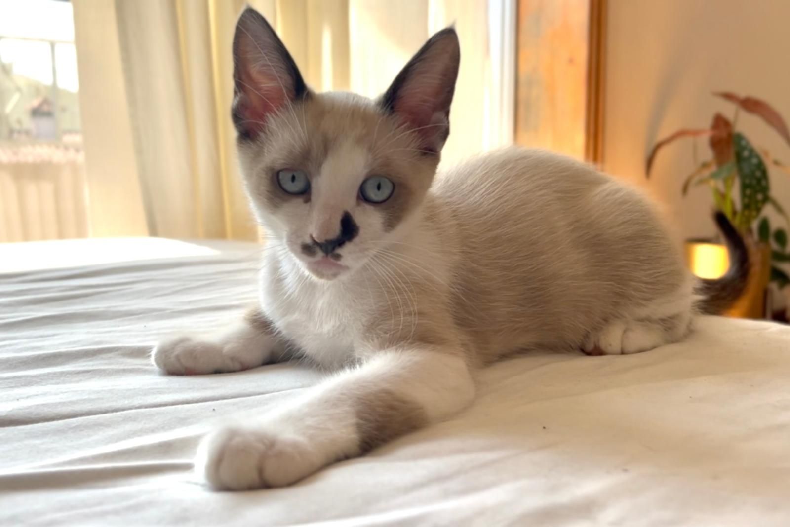 Gato para adoção responsável