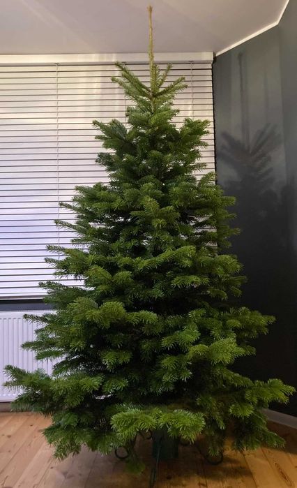 Choinki jodła kaukaska. Wianki, renifery z jodły nobilis Leśniewo