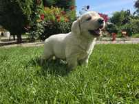 Golden Retriever, piękny szczeniak biszkoptowy!