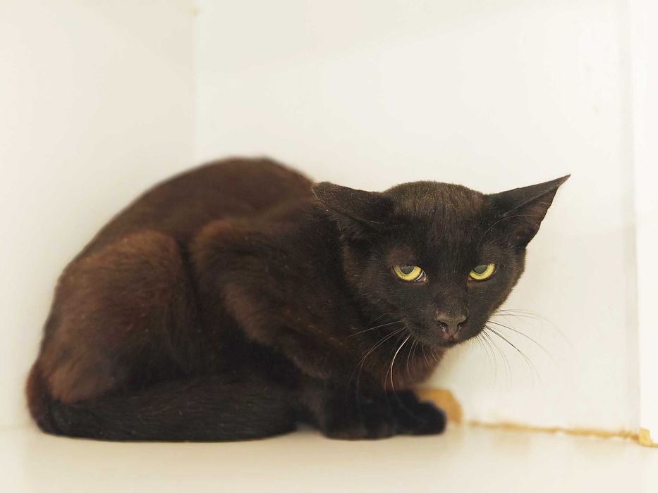 Попелюшка — сором’язлива і трепетна милашка (1 рік, кішка)