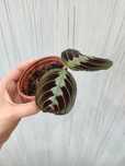 Maranta black planta estável