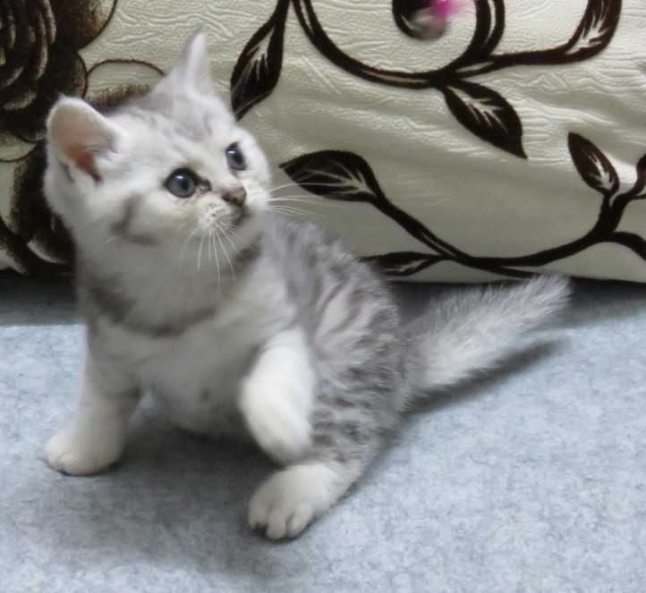 Шотландські кошенята, 2 місяці, вже готові переїхати у нові домівки.