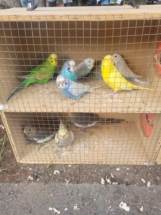 Papugi faliste faliste