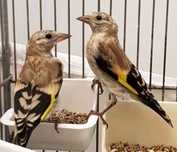 Carduelis Carduelis  Aves de 2025