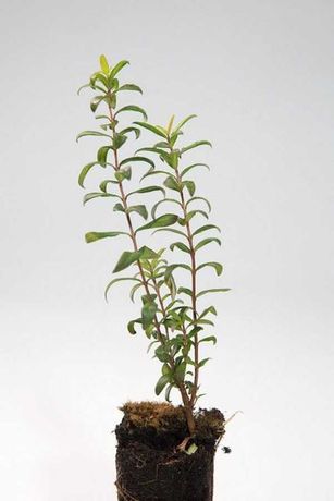 Murta Myrtus communis v.10/30 cm az