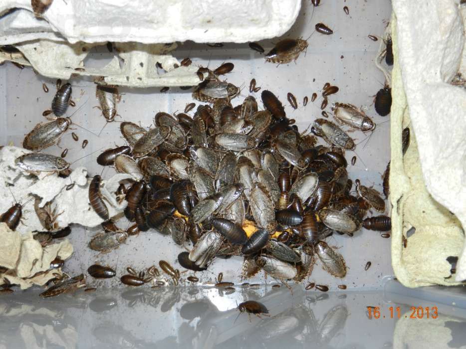 Мраморные тараканы - Nauphoeta cinerea