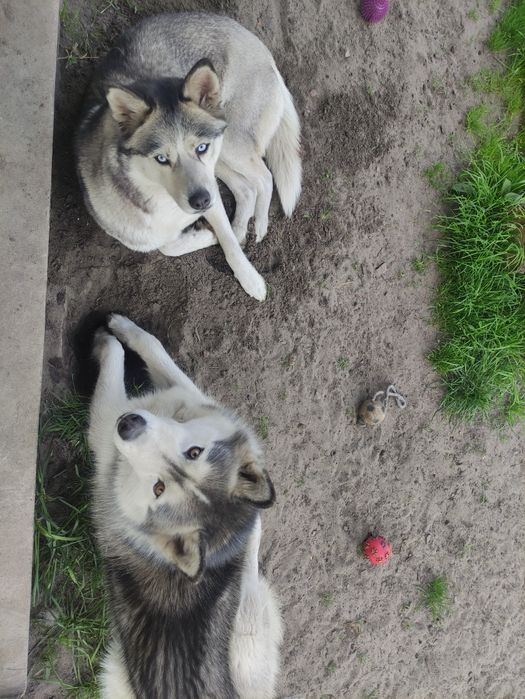 БЕЗКОШТОВНО!!!Шерсть,підшерсток хаскі